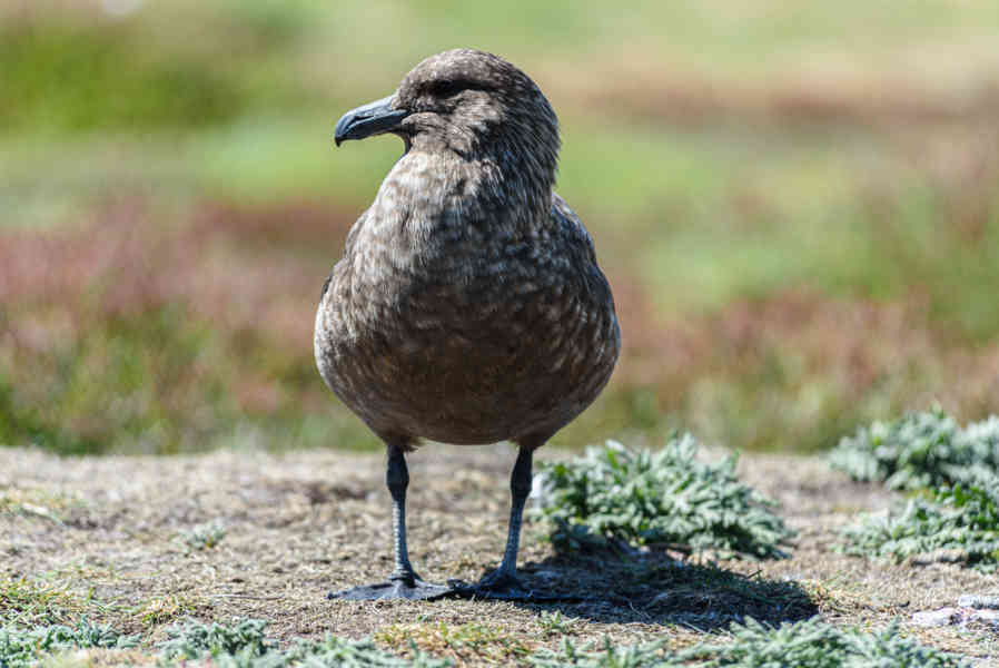Pagalo Austral - islas Falkland o Malvinas 02.jpg